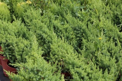 Juniperus San José MCI233