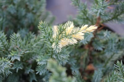 Jun. Davurica Expansa ''Aureospicata'' MCI232