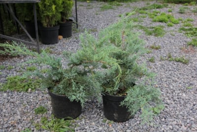 Jun X media ''Pfitzeriana glauca'' MCI231