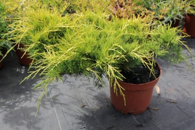 Jun. Chinensis ''Old Gold'' MCI234