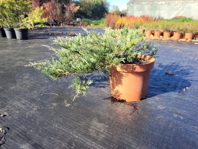Juniperus horizontalis