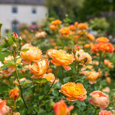 Lady of Shalott - Pie Alto