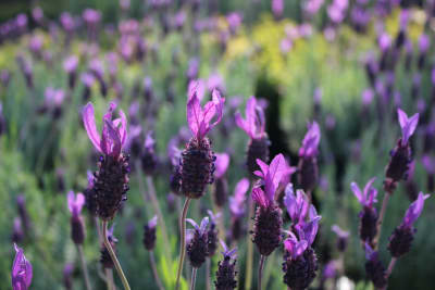 Lavanda Stoecha morada MCI23