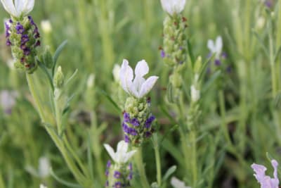 Lavanda Stoecha blanca MCI233