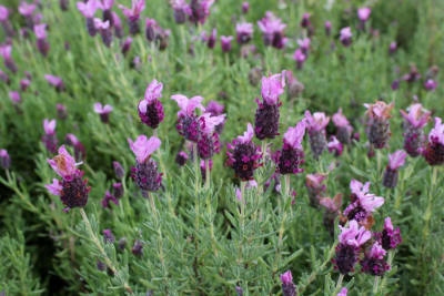 Lavanda Stoecha rosada MCI23
