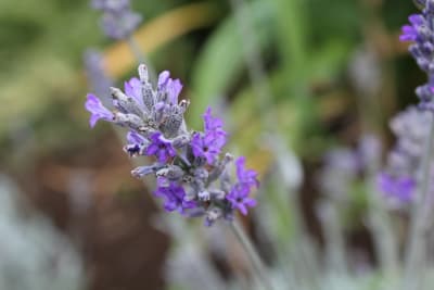Lavanda Enana gris MCI23