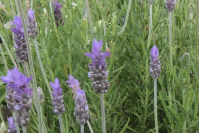 Lavanda Francesa MCI231