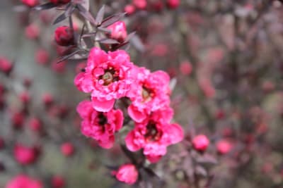 Leptospermo rojo doble