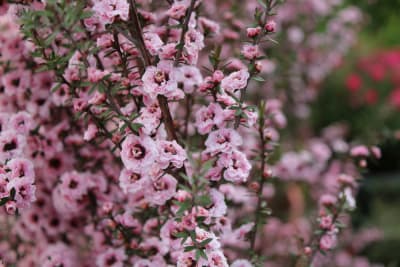 Leptospermo rosado doble