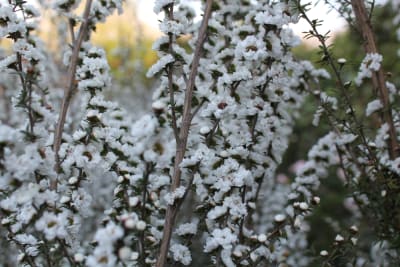 Leptospermo Blanco Doble