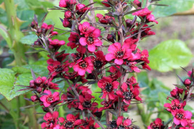 Leptospermo rojo simple1