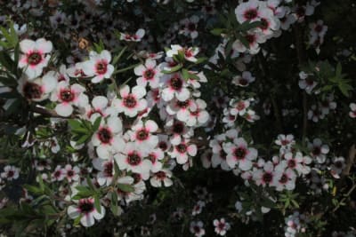 Leptospermo rosado simple