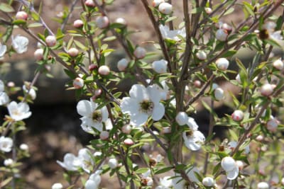 Leptospermo blanco simple