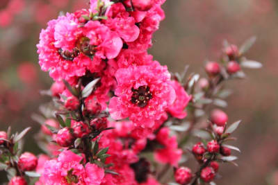 Leptospermo rojo crespo2