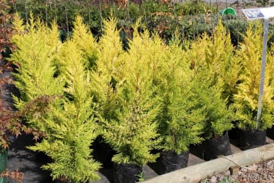 Cup. Macrocarpa aurea 