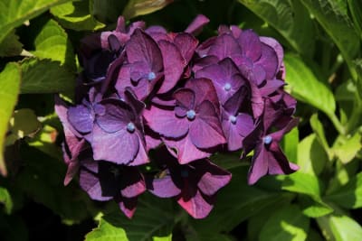 Hortensia Morada1
