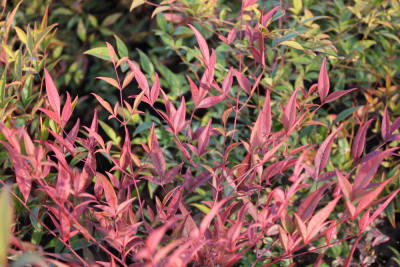 Nandina doméstica MCI233