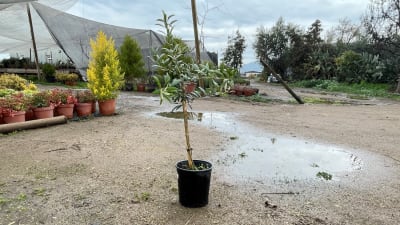 Olivo1
