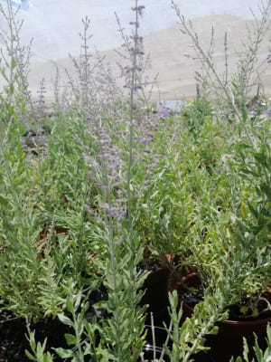Perovskia 