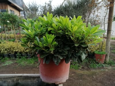 Pitosporum tobira enano MCI23