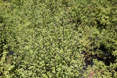 Pitosporum nigricans MCL271