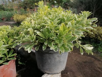 Pitosporum tobira enano variegado1