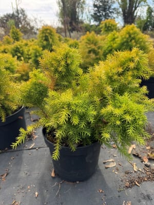 Podocarpo aurea