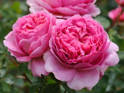 Princess Alexandra of Kent
