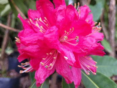 Rododendro Fucsia1