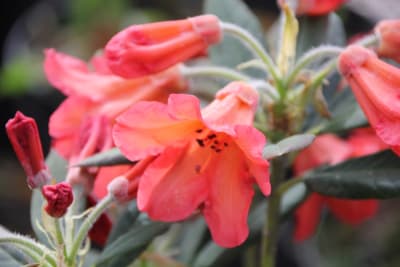 Rododendro Tipo Fabbia