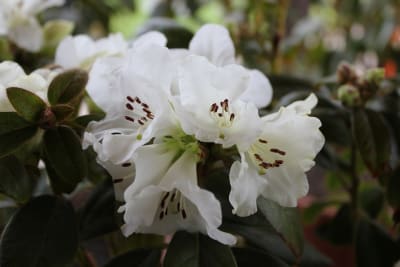 Rododendro 