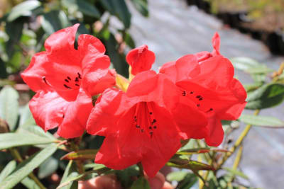Rododendro ''Elizabeth''
