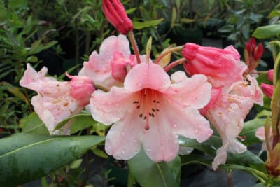 Rododendro ''Cis''2