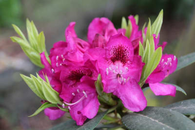 Rododendro Rosado/Morado2