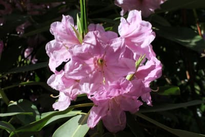 Rododendro Rosado Pálido