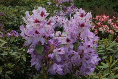 Rododendro Lila2