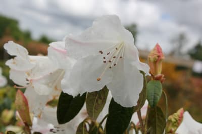 Rododendro Himalaya