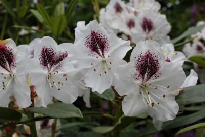 Rododendro Flor de Haba2