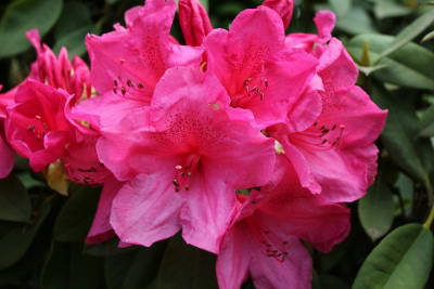 Rododendro Rosado Flor Grande