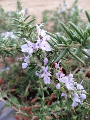 Romero rastrero MCI232