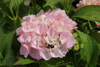 Hortensia Rosada2