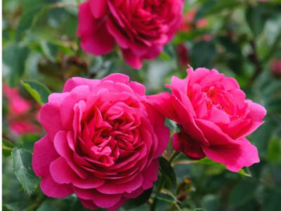 Sir John Betjeman Pie Alto2