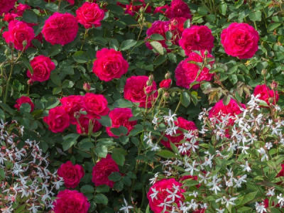 Sir John Betjeman (Fl)1