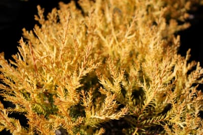 Thuja Rheingold MCI 23
