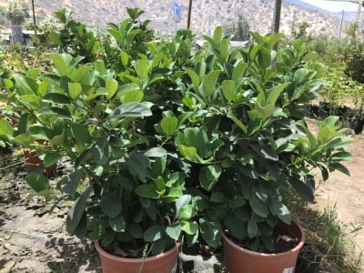 Viburnum mascantha2