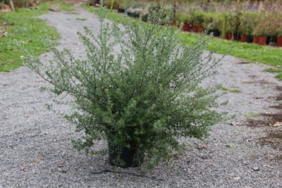 Westringea fruticosa MCI23