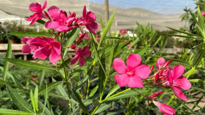 Laurel en flor3