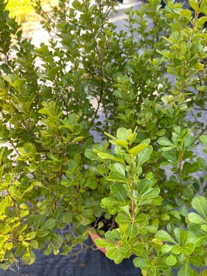 Rhus crenata2