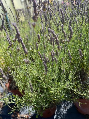 Lavanda Inglesa1