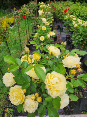 Comtesse du Barry Pie Alto